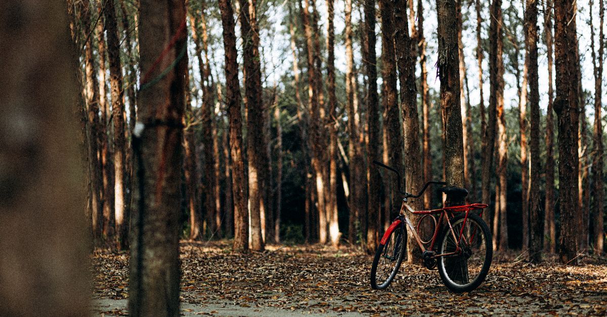 Top 10 rotas para pedalar nos parques de Brasília
